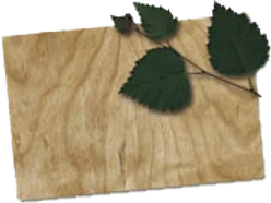 Birch veneer sample