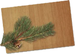 Fir veneer sample